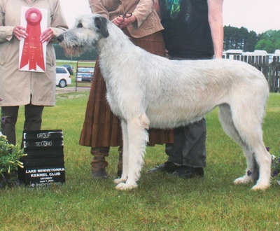 Boondocks Irish Wolfhounds - AKC Reg. - Home